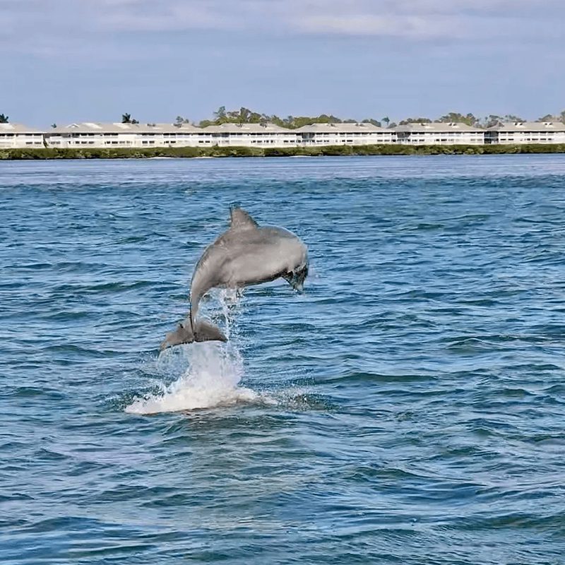 Dolphin jumping in ocean scenery