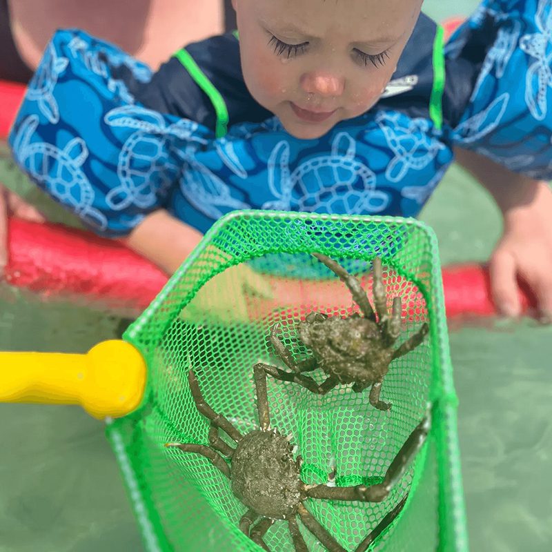 Child observing crabs in a net