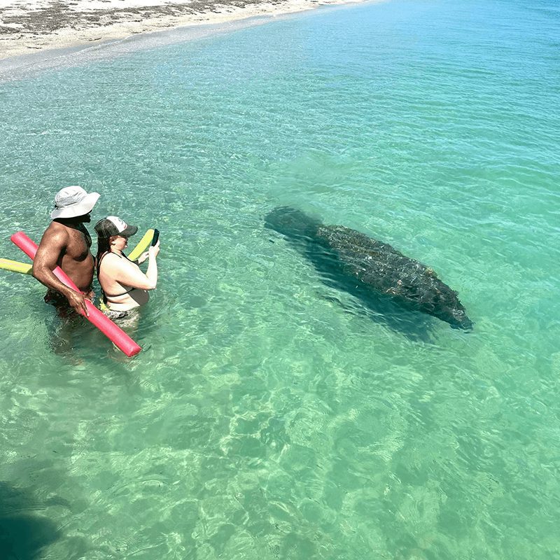 Swimmers encounter manatee close to shore