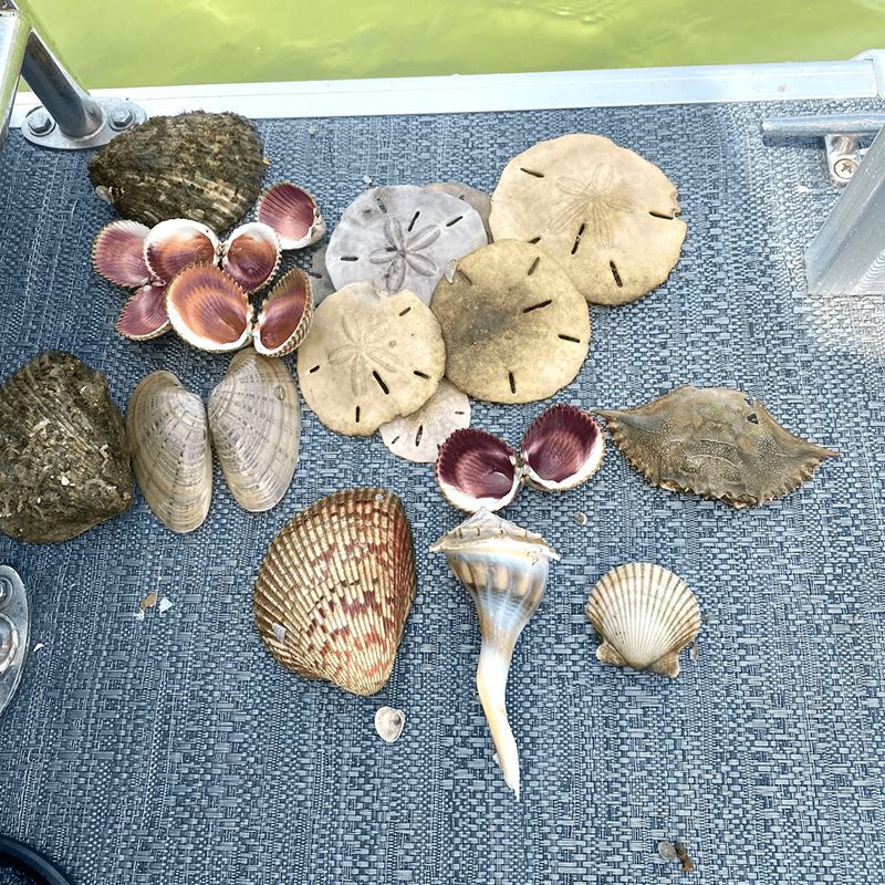 Various shells arranged on textured surface