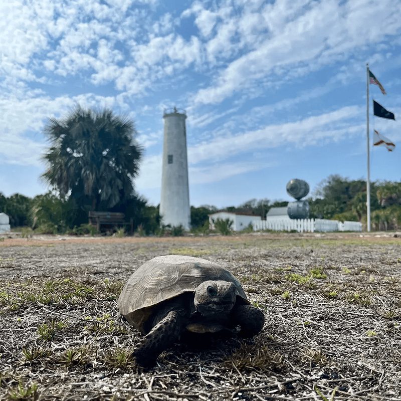 Tortoise walking on grass by lighthouse