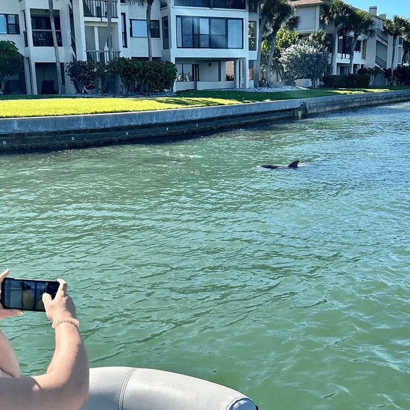 Dolphin swimming near waterfront homes