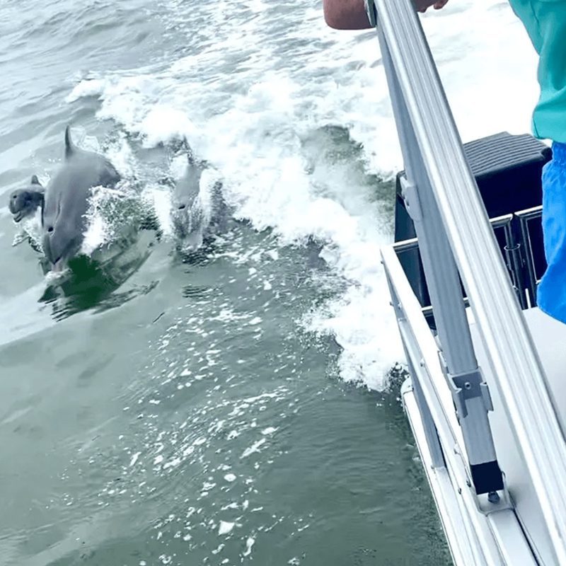 Dolphins riding waves near a boat