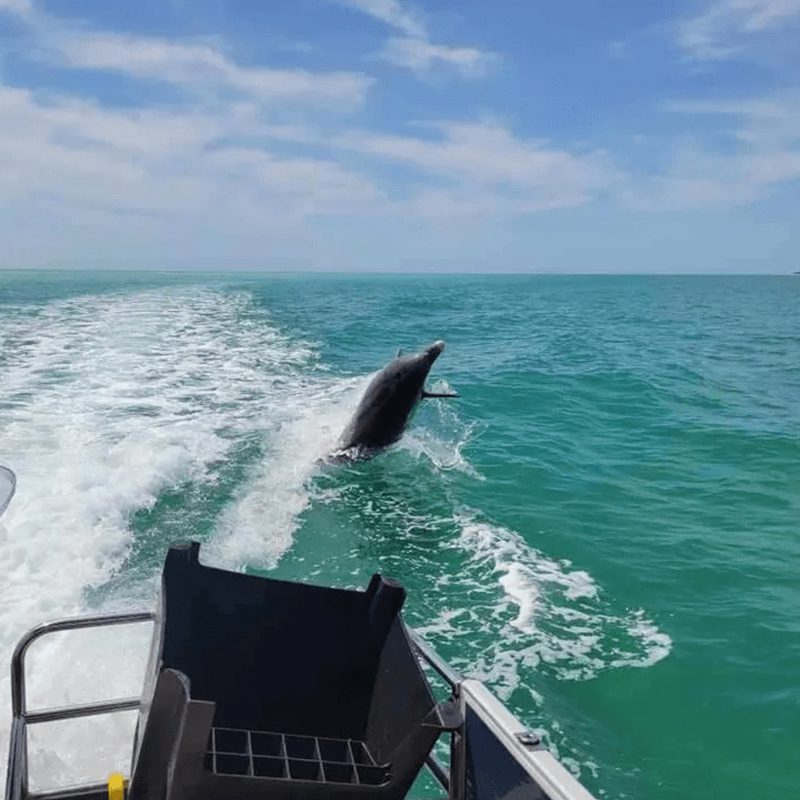 Boat sailing with dolphin following behind