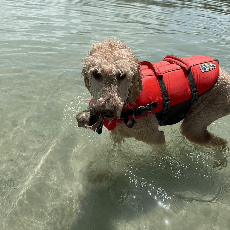 Poodle enjoying a swim with life vest