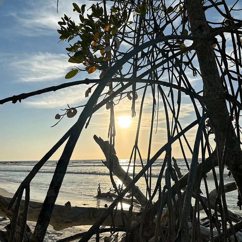 Mangrove silhouette at seaside sunset