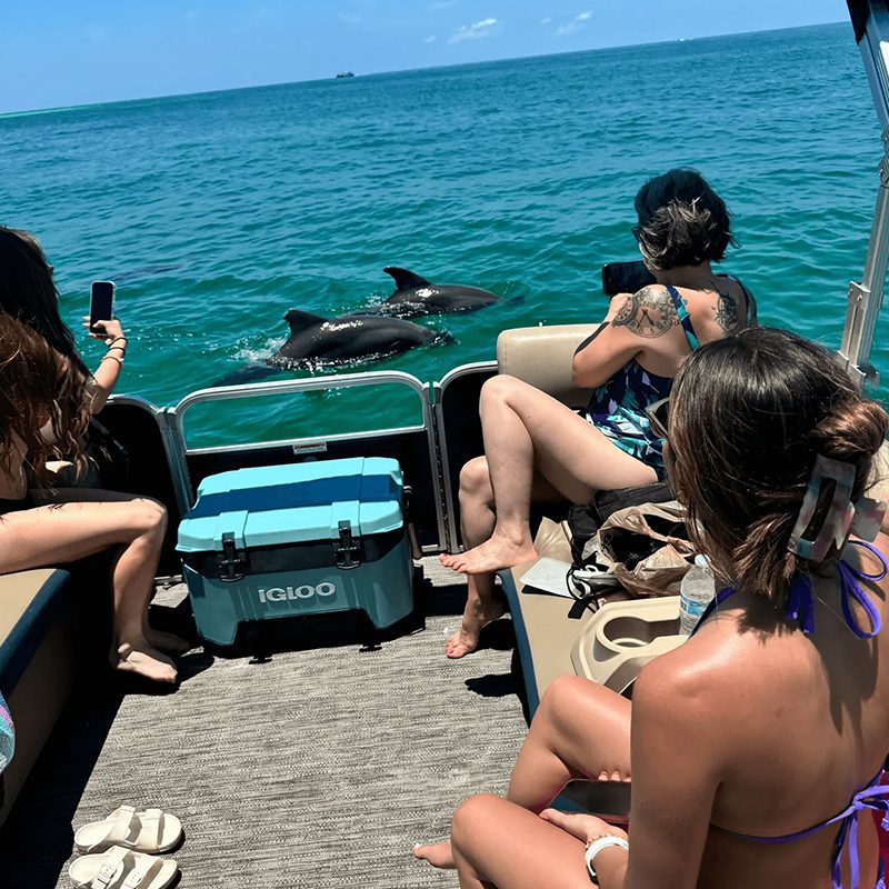 People watching dolphins from a boat