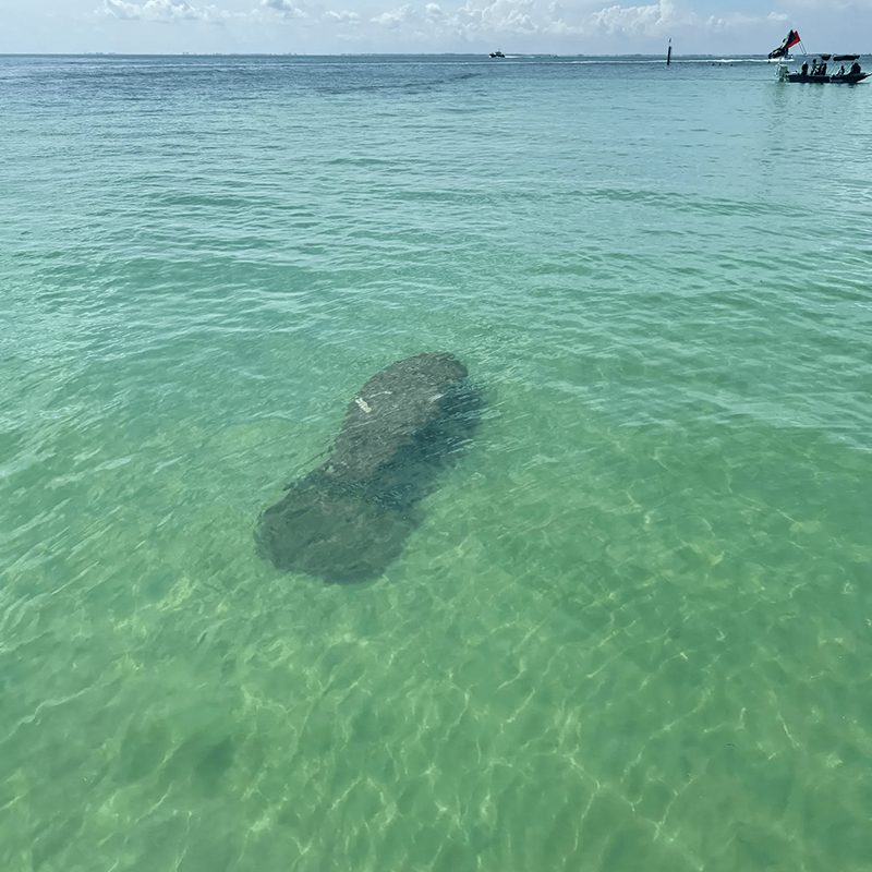 Lone manatee beneath calm ocean surface