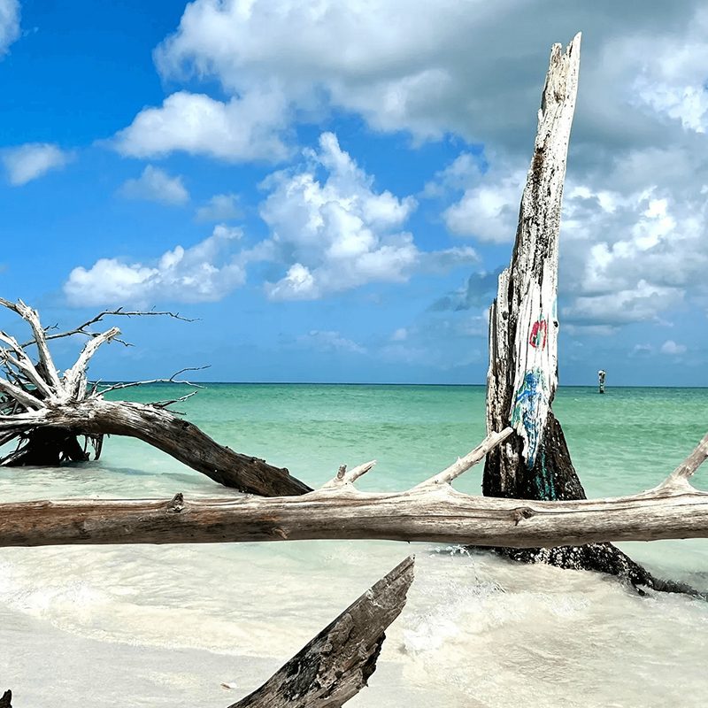 Driftwood on a tropical beach