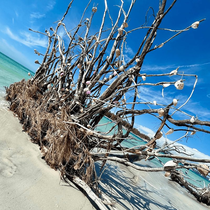 Weathered tree by turquoise ocean waves