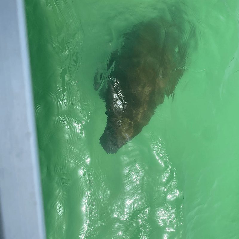 Underwater sea creature near surface