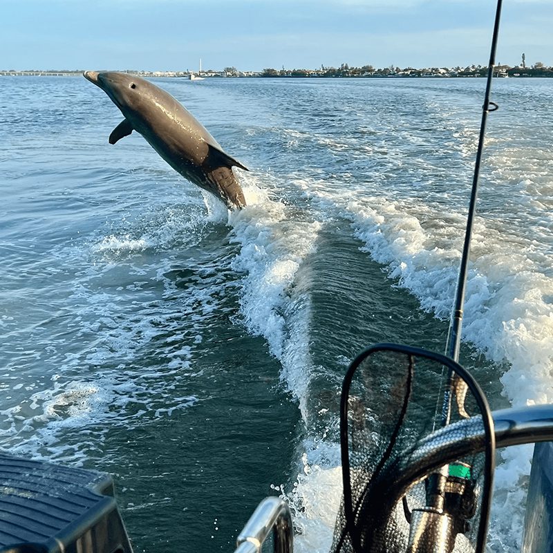 Dolphin leaping beside a boat