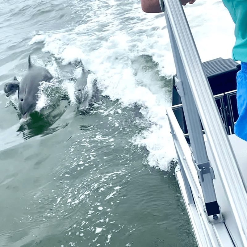 Dolphins riding waves near a boat