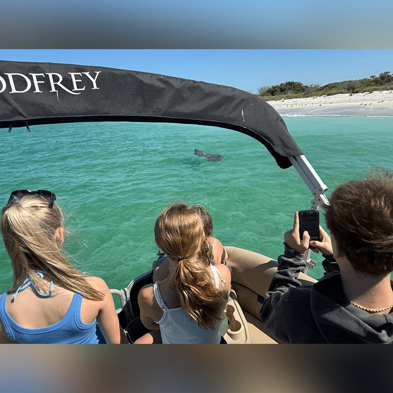 Tourists spotting dolphin near boat